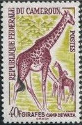 Giraffe (Giraffa camelopardalis)