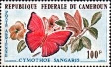 Blood Red Glider Butterfly (Cymothoe sangaris)