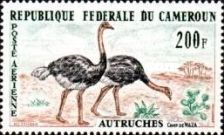 Common Ostrich (Struthio camelus)