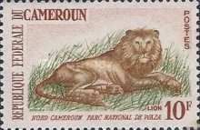 Lion (Panthera leo)