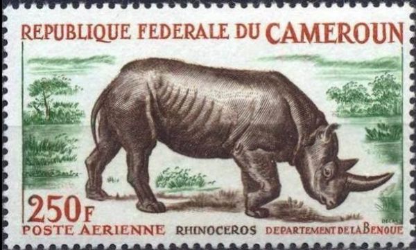 Black Rhinoceros (Diceros bicornis)
