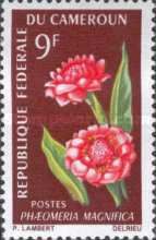 Phaeomeria magnifica