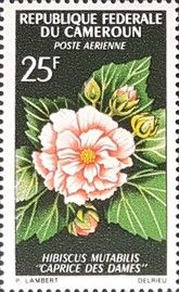 Hibiscus mutabilis