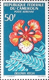 Delonix regia