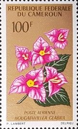 Lesser Bougainvillea (Bougainvillea glabra)
