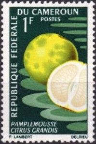 Pomelo (Citrus grandis)