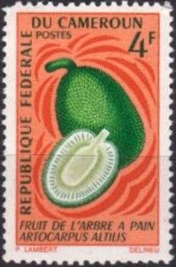 Breadfruit (Artocarpus altilis)