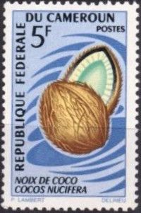 Coconut (Cocos nucifera)