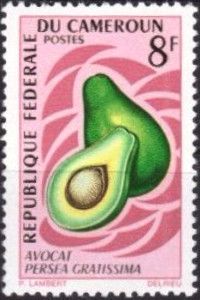 Avocado (Persea americana)