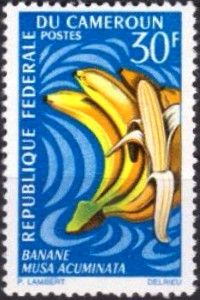 Banana (Musa acuminata)
