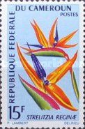 Bird of Paradise (Strelitzia reginae)