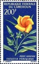 Yellow Oleander (Thevetia peruviana)