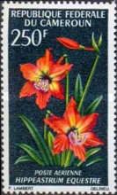 Amaryllis (Hippeastrum equestre)