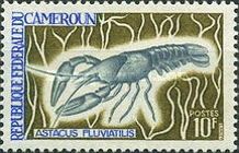 Noble Crayfish (Astacus fluviatilis)