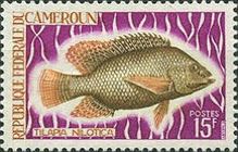 Nile Tilapia (Tilapia nilotica)