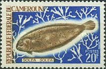 Common Sole (Solea solea)