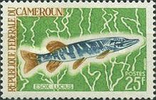 Northern Pike (Esox lucius)