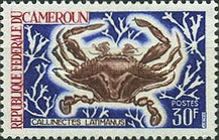 Blue Crab (Callinectes latimanus)