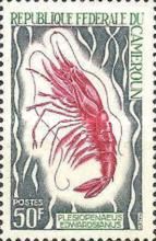 Scarlet Shrimp (Plesiopenaeus edwardsianus)