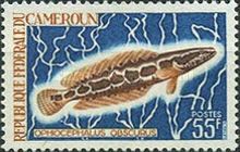 Obscure Snakehead (Ophiocephalus obscurus)