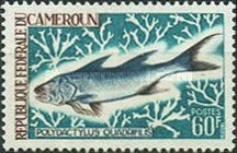 Giant African Threadfin (Polydactulus quadrifilis)