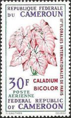 Caladium bicolor