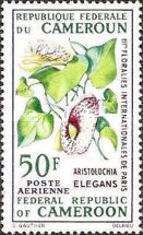 Aristolochia elegans