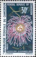 Giant Granadilla (Passiflora quadrangularis)