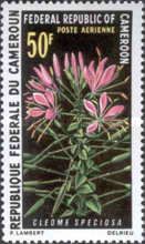 Cleome speciosa