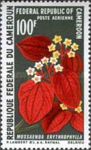Mussaenda erythrophylla