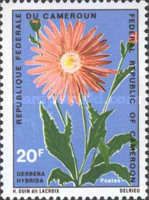 Gerbera hybrida