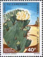 Prickly Pear (Opuntia polyantha)