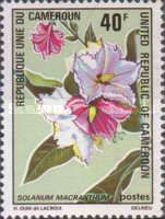Potato Tree (Solanum macranthum)