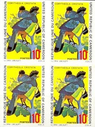 Great Blue Turaco (Corythaeola cristata)