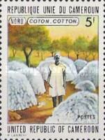 Cotton (North)
