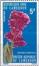 Cockscomb (Celosia cristata)