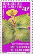Costus spectabilis