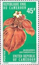 Ashanti Blood (Mussaenda erythrophylla)