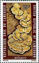 Turkey Tail Mushroom (Trametes versicolor)