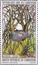 Common Ostrich (Struthio camelus)