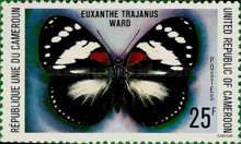 Trajan's Forest Queen (Euxanthe trajanus)