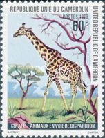 Giraffe (Giraffa camelopardalis)