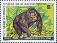 Western Gorilla (Gorilla gorilla)