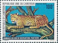 Leopard (Panthera pardus)