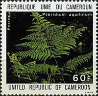 Pteridium aquilinum