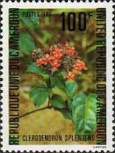 Clerodendron splendens