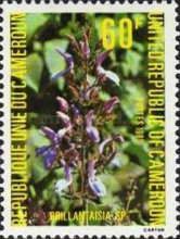 Brillantaisia sp.