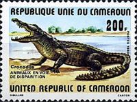 Slender-snouted Crocodile (Crocodylus cataphractus)