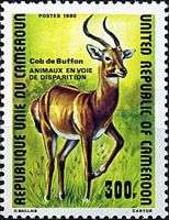 Kob (Adenota kob)