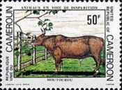African Forest Buffalo (Syncerus caffer nanus)